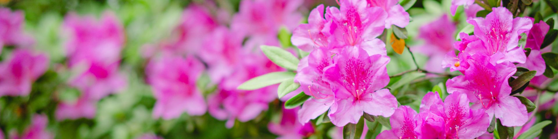 Azalea bushes with pink flowers