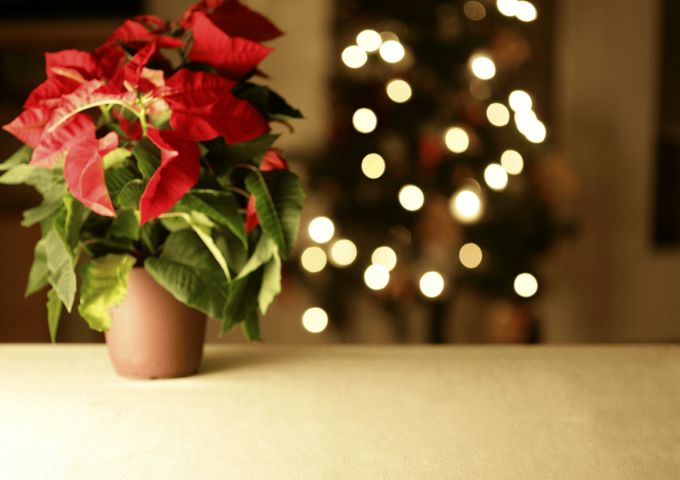 Wellness@Work: How to manage grief during the holidays