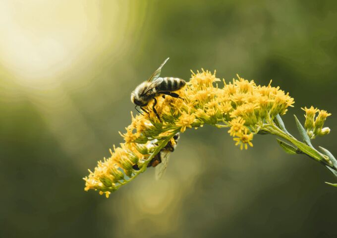 Bee on flower
