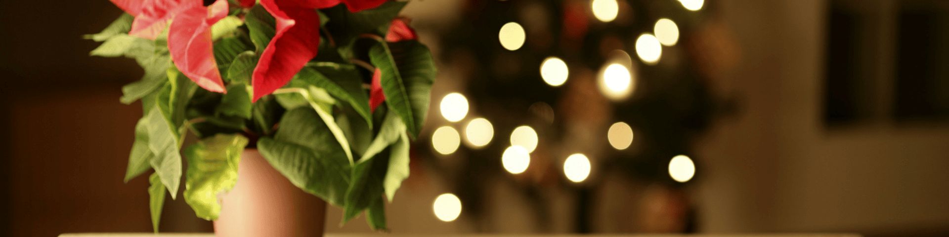 Wellness@Work: How to manage grief during the holidays
