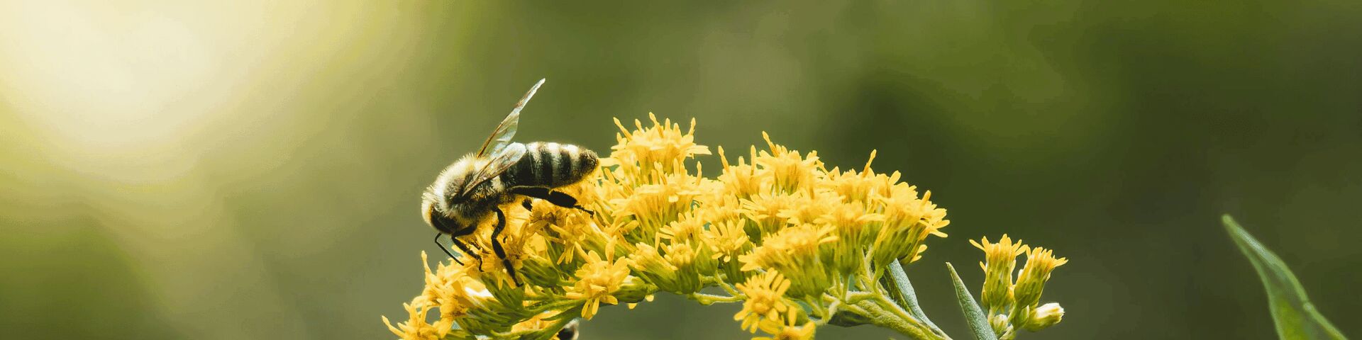 Bee on flower